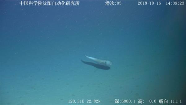 我国“海星6000”水下机器人首秀 下潜深度破6000米(组图)