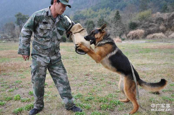 警犬从直升机上绳降扑倒歹徒(组图)