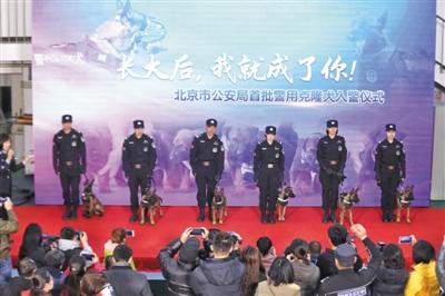 北京首批6头克隆警犬正式入警 供体均是功勋警犬(组图)