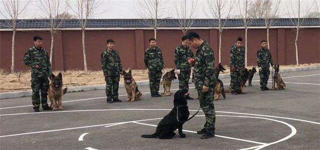 吉林省公安机关成立首支特警警犬专业队(图)