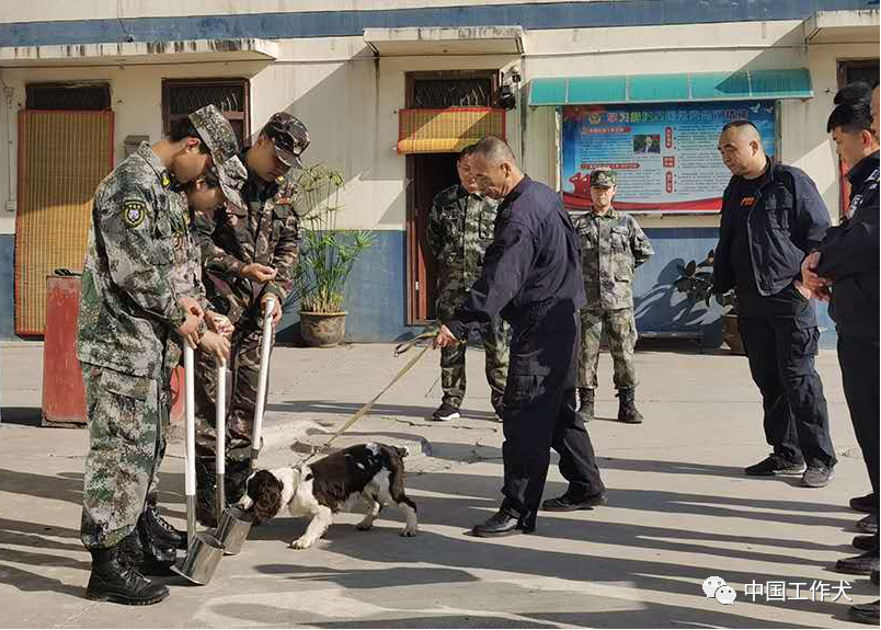 全国铁路公安机关开展警犬搜爆安检战训练兵活动(组图)