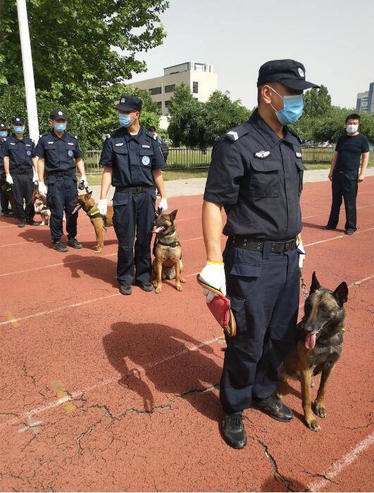 北京：警犬大练兵，展示新技能！新引进的警用犬种也亮相了(组图)