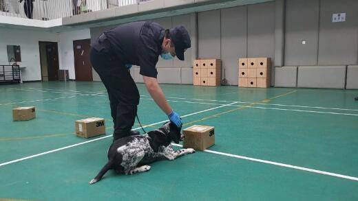北京：警犬大练兵，展示新技能！新引进的警用犬种也亮相了(组图)
