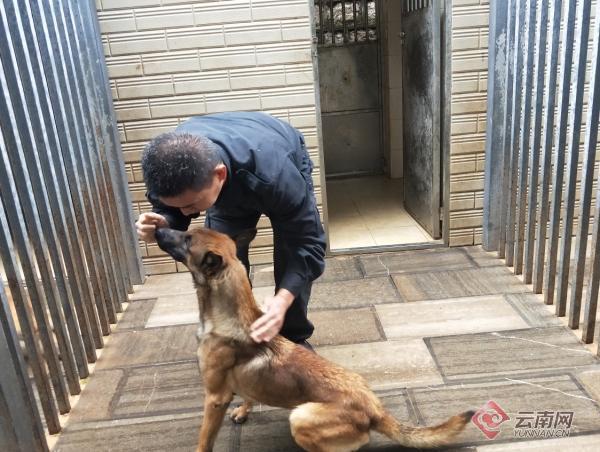 云南边检总站投训52只警犬 将承担缉毒防爆反恐等任务(组图)