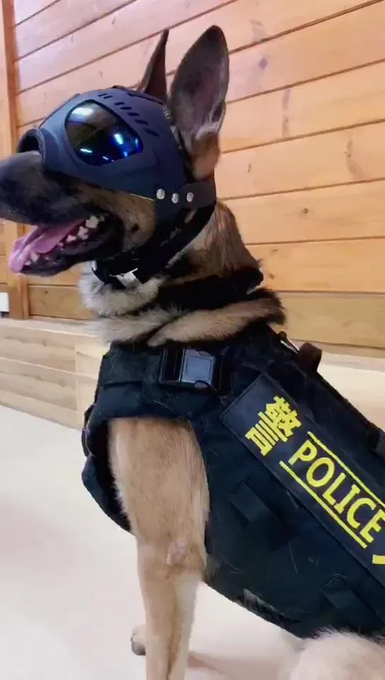 帅爆！新年第一天，警犬穿上新制服上岗(附视频)