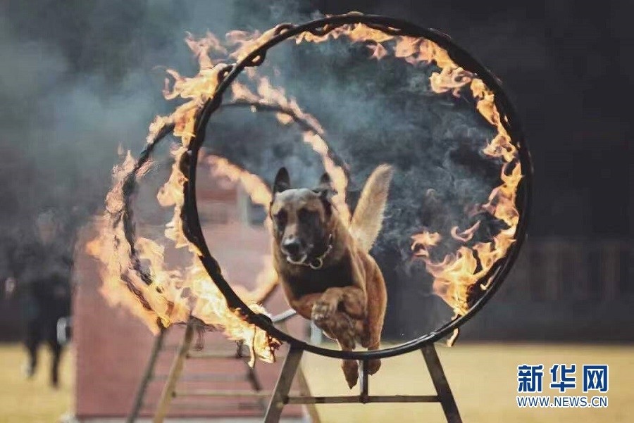 警犬跳躍火圈.