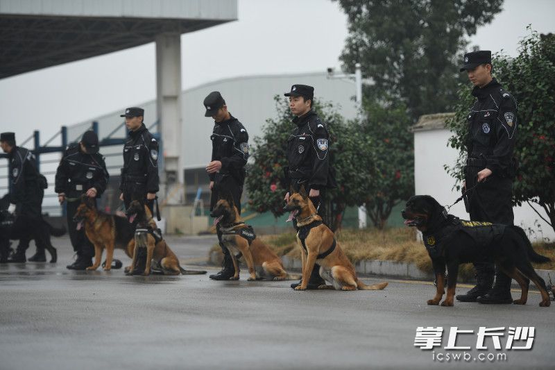湖南长沙特警开训！特警、警犬在“军营式警营”齐动员(组图)