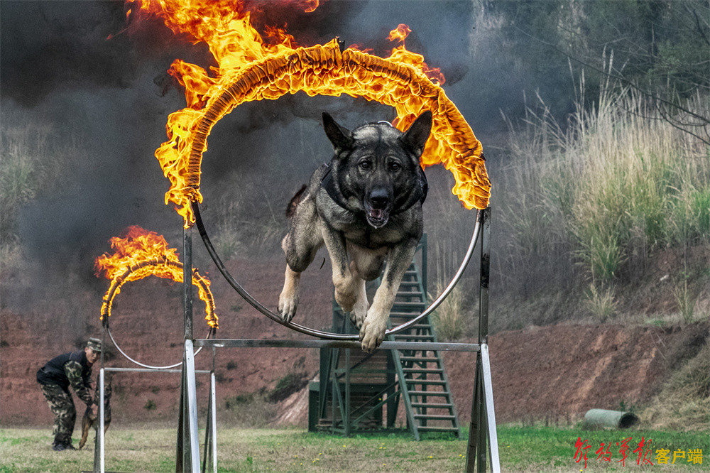 战斗力爆表！直击警犬技能大比武活动现场(组图)