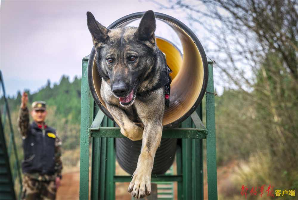 战斗力爆表！直击警犬技能大比武活动现场(组图)