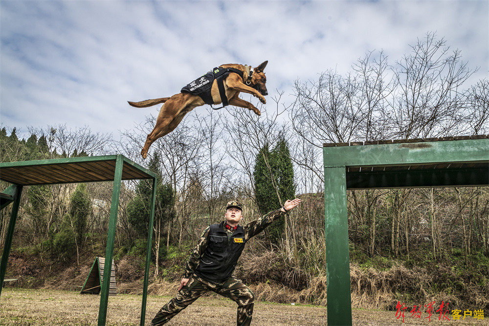 战斗力爆表！直击警犬技能大比武活动现场(组图)