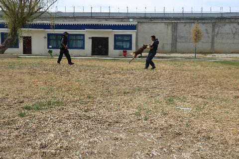 西藏日喀则市公安局警犬大队扎实开展警犬春训工作(组图)