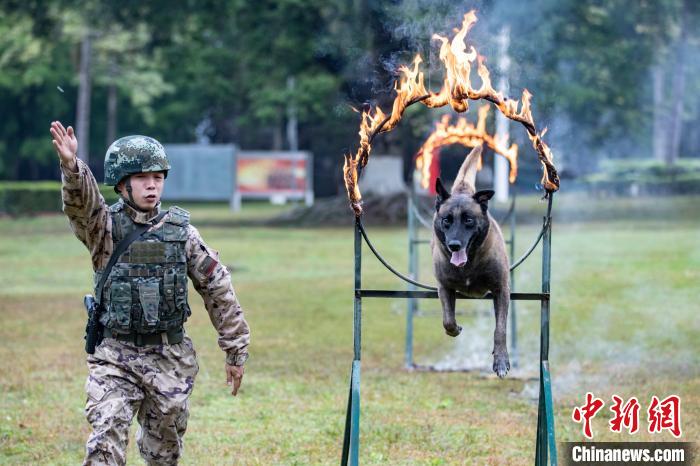 武警广西机动支队官兵携军犬开展多课目训练(组图)