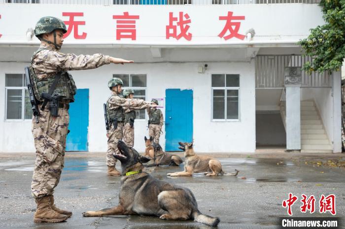 武警广西机动支队官兵携军犬开展多课目训练(组图)