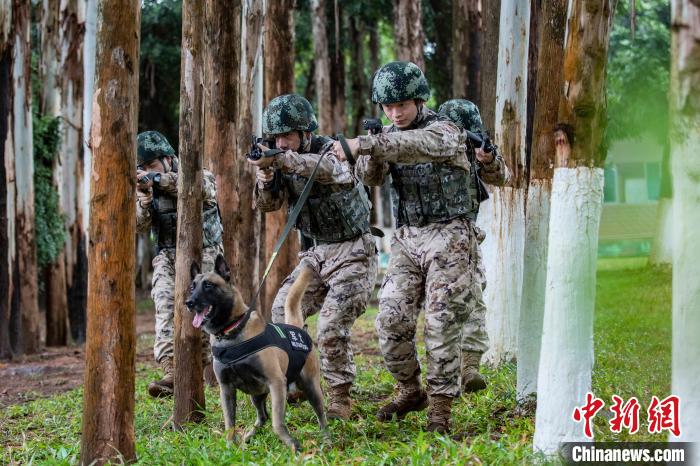 武警广西机动支队官兵携军犬开展多课目训练(组图)