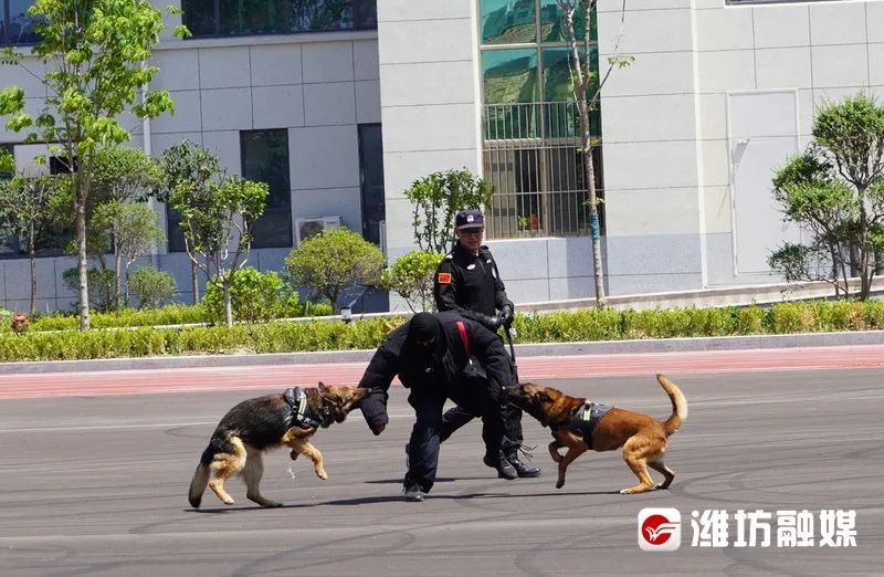 山东潍坊：超燃！警务实战亮出真功夫(组图)