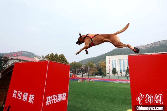 第七届全国消防搜救犬技术比武竞赛在山东济南举行(组图)