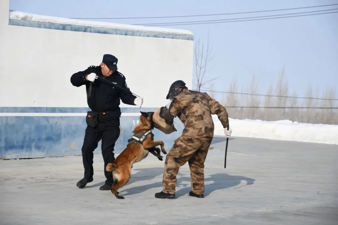 新疆乌苏市公安局开展治安巡逻犬年度业务考核比武工作(组图)