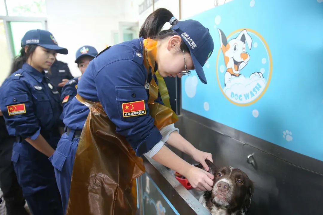 广东深圳公安举行首期常态化警营开放日，警犬“战斗员”硬核出战(组图)